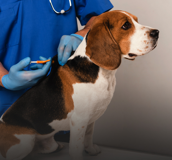 vet microchipping beagle dog