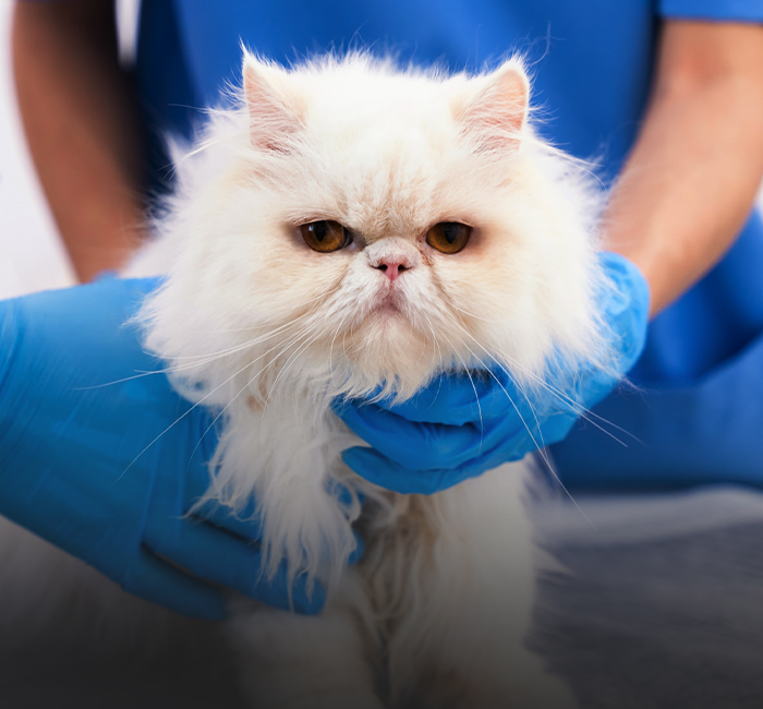 vets taking care of a fluffy white cat