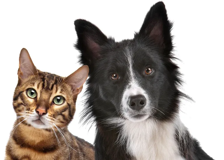 cat and black border collie dog
