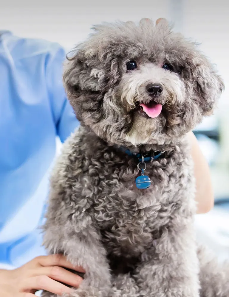 cute gray dog at vet