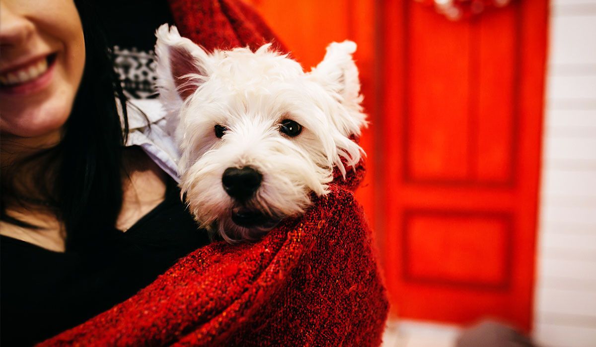 adopted-dog-holiday-care