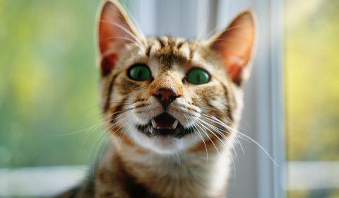 Cuidar lo que entra en la boca de tu mascota: salud dental y prevención de tóxicos en el hogar