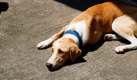 Beat the South Florida Heat: Pet Heatstroke Prevention for National Heatstroke Awareness Month