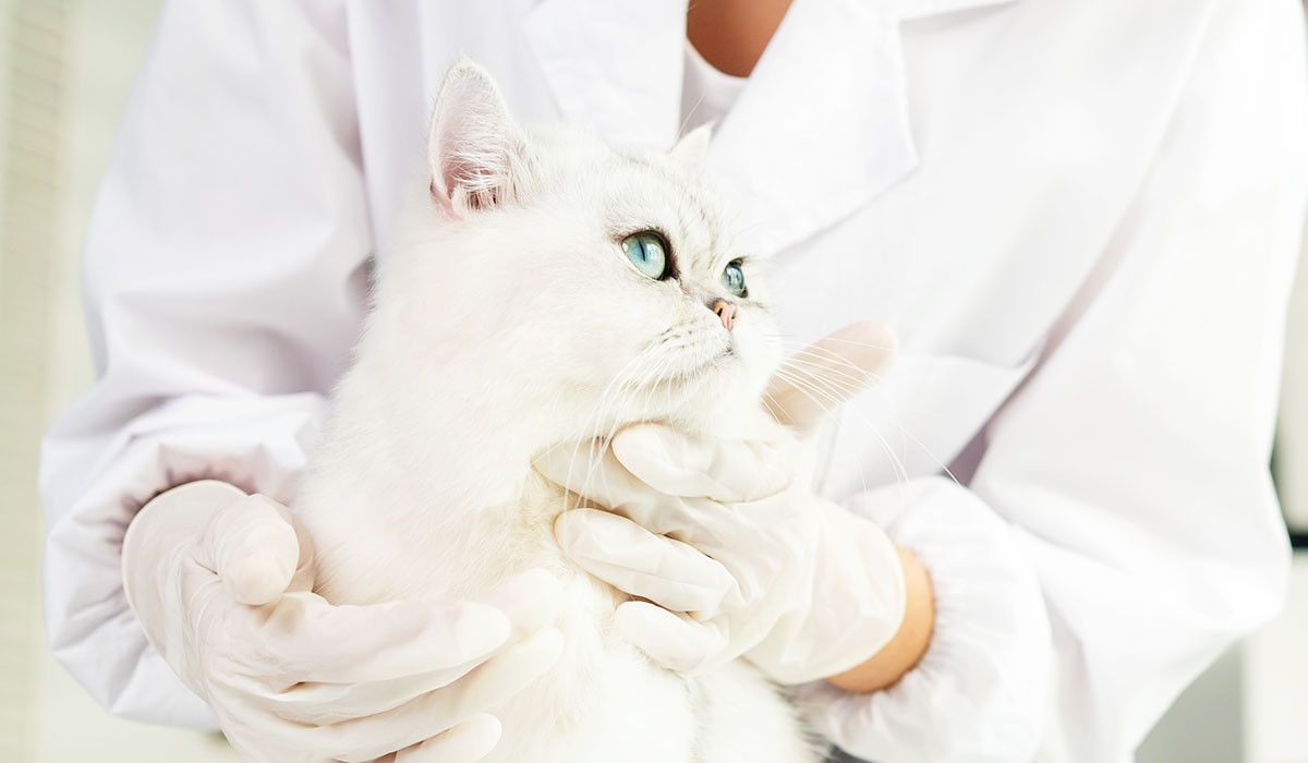veterinarian-examine-cat-at-veterinary-clinic