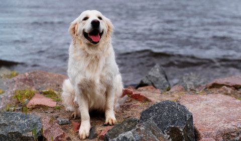 happy-dog-sitting-near-beach