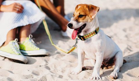 Summer Parasite Prevention: Protecting Pets in South Florida from Fleas, Ticks & Heartworms