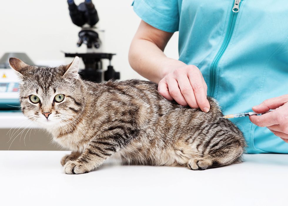 cat being vaccinated by female veterinarian
