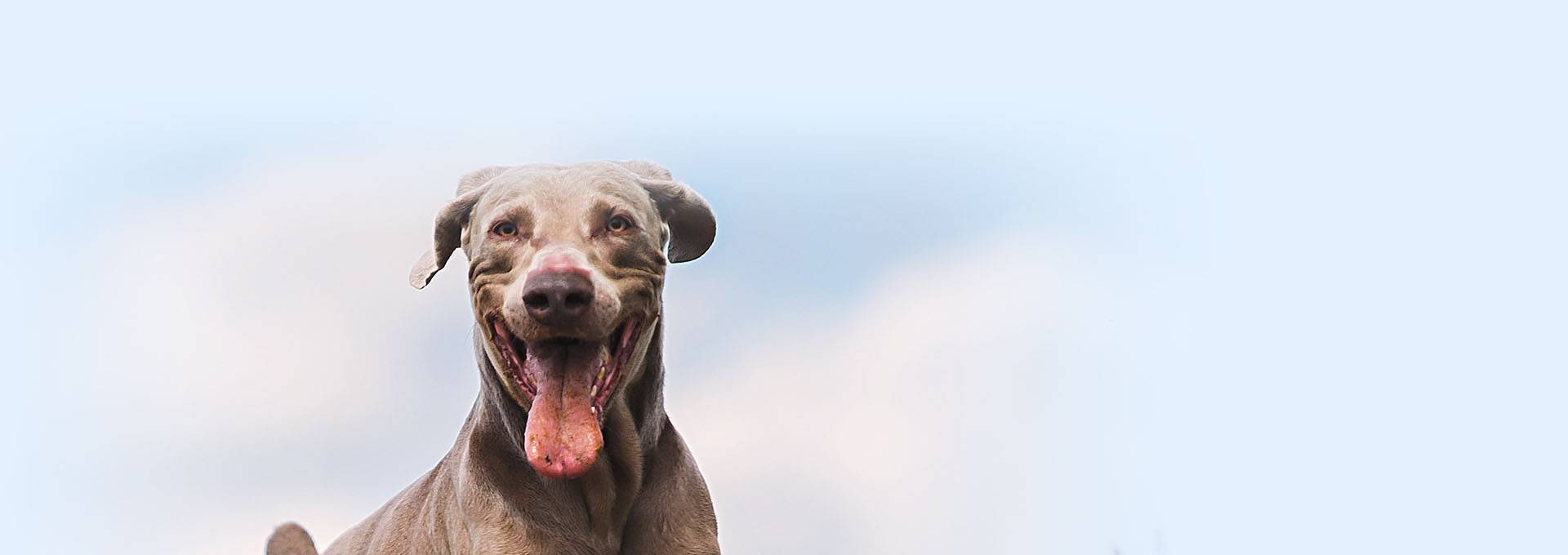 gray dog at beach